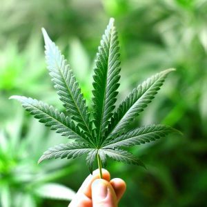 marijuana-leaves